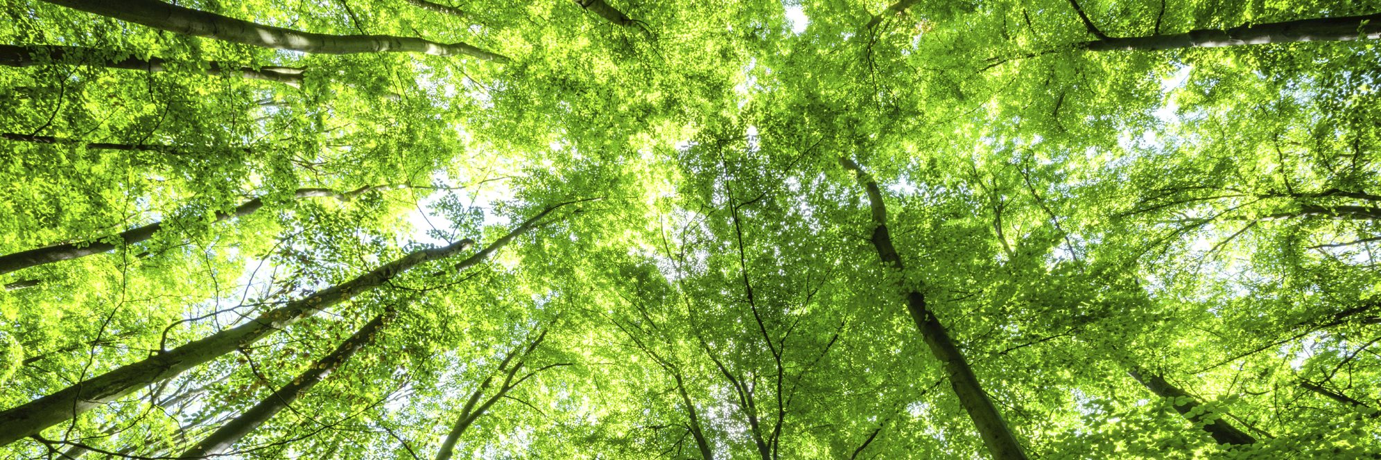 Sunlight_In_A_Beech_Tree_Forest.jpg